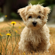 Puppy Dog Breeds Pictures (poodle puppy wallpaper)