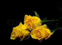 Hd Images Of Yellow Rose 5
