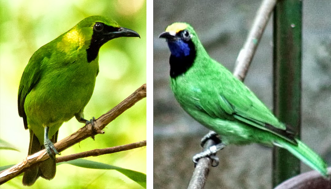  BURUNG CUCAK HIJAU  ANEKA GAMBAR BURUNG  CUCAK  IJO 