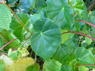 Bégonia blanc - Bégonia luisant - Begonia minor