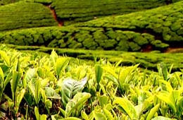 tea production in india down 6.7%, while export rise 6.5% from india news in hindi