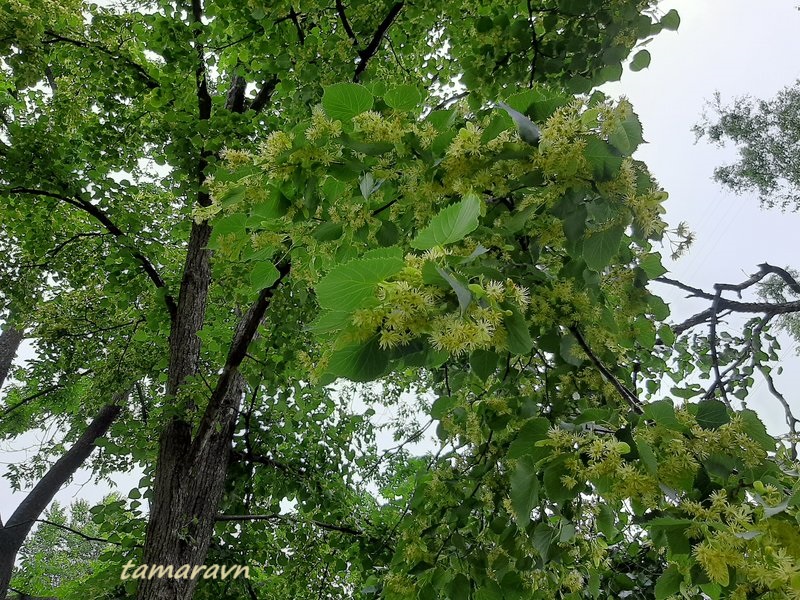 Липа амурская (Tilia amurensis)