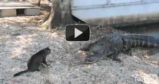 noticias curiosas gato vs cocodrilo