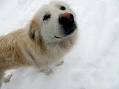 Great Pyrenees German Sheperd Mix