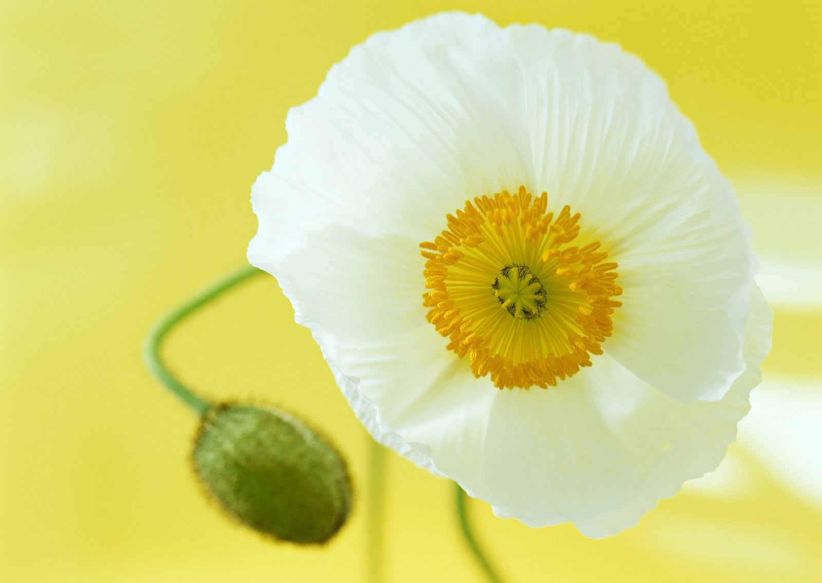 3 main types of flowers White Poppy Flower Paintings | 1600 x 1136