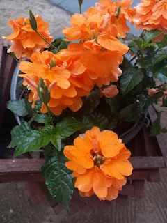 "orange flowers in a pot in Suriname"