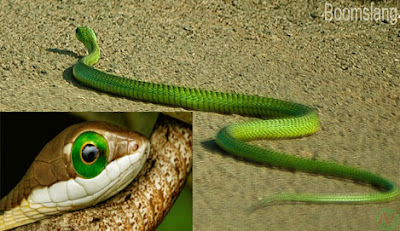 Boomslang snake