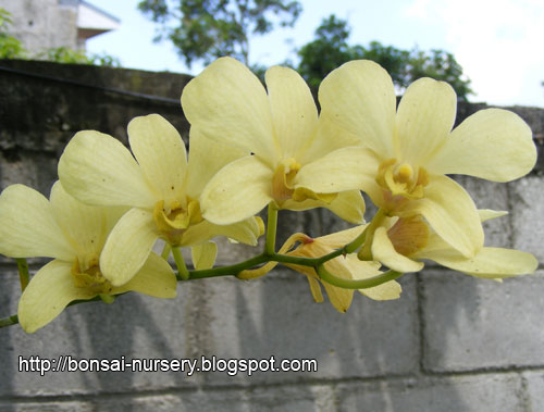 beautiful yellow orchid