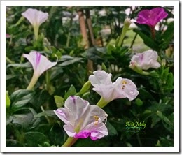 IMG_20150127_003313