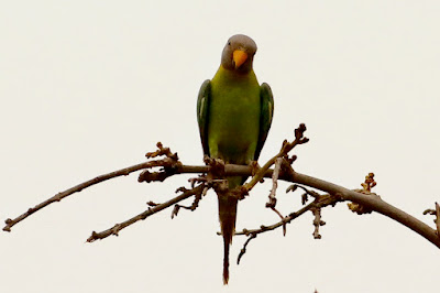 "Plum-headed Parakeet (Psittacula cyanocephala)A beautifully coloured parakeet; males have a plum-colored head while females have a grayish-blue head. This female is sitting on a branch from the flame of the forest tree."