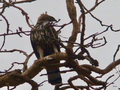 "Changeable Hawk Eagle, resident in the foothills, occasionally seen in Mt Abu, Sitting on a branch."