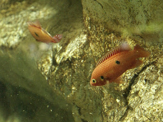 Photo de Poisson - Poissons non identifiés