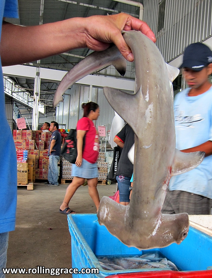 exotic fish sarawak