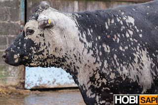 Cara Mengobati Penyakit Kulit Pada Sapi