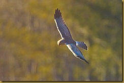 - Northern Harrier ROT_5953 February 09, 2012 NIKON D3S