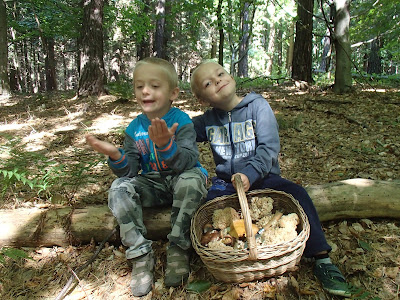 grzyby, grzyby we wrześniu, grzybobranie we wrześniu, borowik ceglastopory, Boletus luridiformis, podgrzybek złotawy, Xerocomellus chrysenteron, maślak modrzewiowy, Suillus grevillei, siedzuń sosnowy, Sparassis crispa, tęgoskór pospolity, Scleroderma aurantium