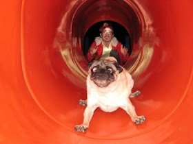 Funny pug in the tube