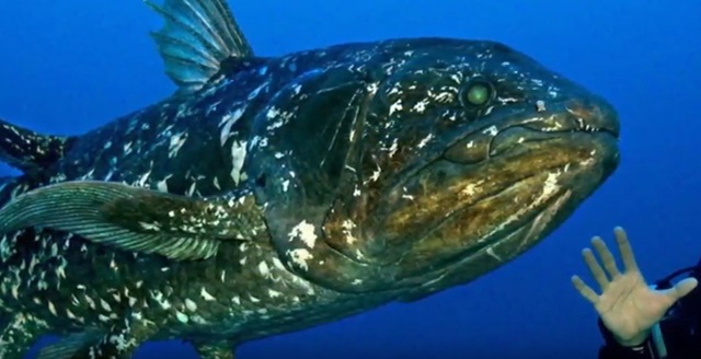 Coelacanth Ikan Raja Laut  Latimeria menadoensis 