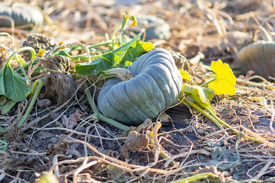 A small green pumpkin nestled in the center of a pumpkin patch in Irvine, California. October, 2021. © Evan's Studio