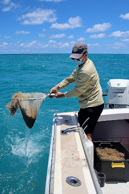 Luke Young collecting Sargassum from the Bermudian shore to extract microplastics.