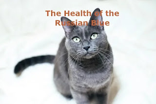 The Health of the Russian Blue