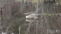 Canada goose sleeping on a pond, PEI, by Denise Motard