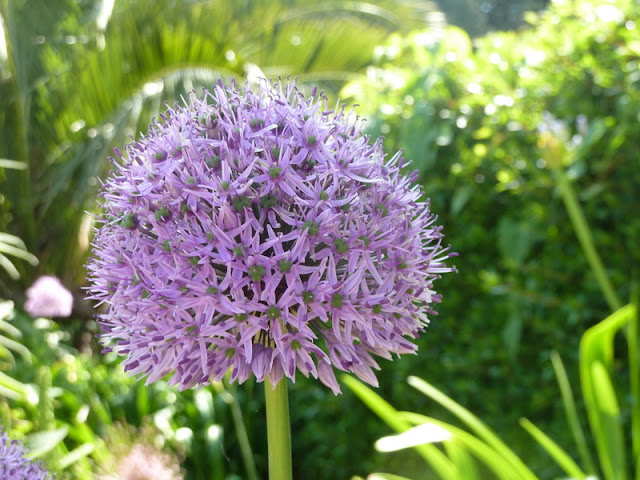 Allium at Ventnor Botanic Gardens