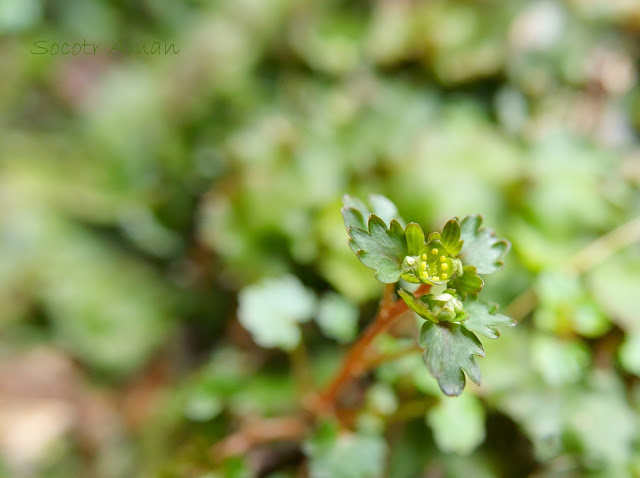 Chrysosplenium tosaense