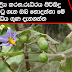 මුත‍්‍රා ගල් දිය කරන, රුධිරය පිරිසිදු කරන තිබ්බටු ගැන ඔබ නොදන්නා මේ  ඖෂධිය ගුණ දැනගන්න     