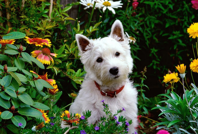 small puppy, garden of flowers, cute puppy