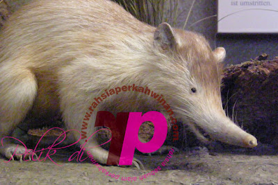 Solenodon Hispaniola | peristiwa pelik, ganjil, weird, mysterious MALAYSIA