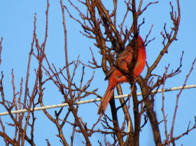 cardinal in spring