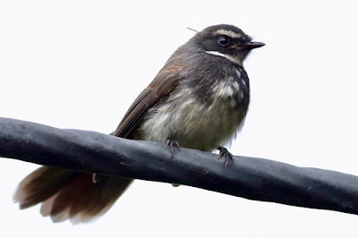 Spot-breasted Fantail