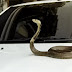 Φίδι τσίμπησε οδηγό την ώρα που οδηγούσε!