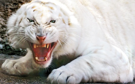 Horrible White Tiger