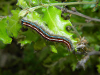 Malacosoma neustria