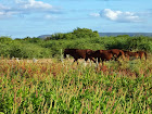 DSC00261.JPG