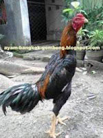 Ciri - Ciri Karakter Ayam Bangkok Berdasarkan  Penampilan Fisik