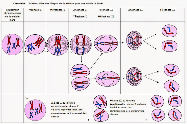 méiose schéma