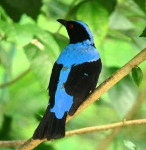 Mengenal Lebih Dekat Burung Cucak Biru