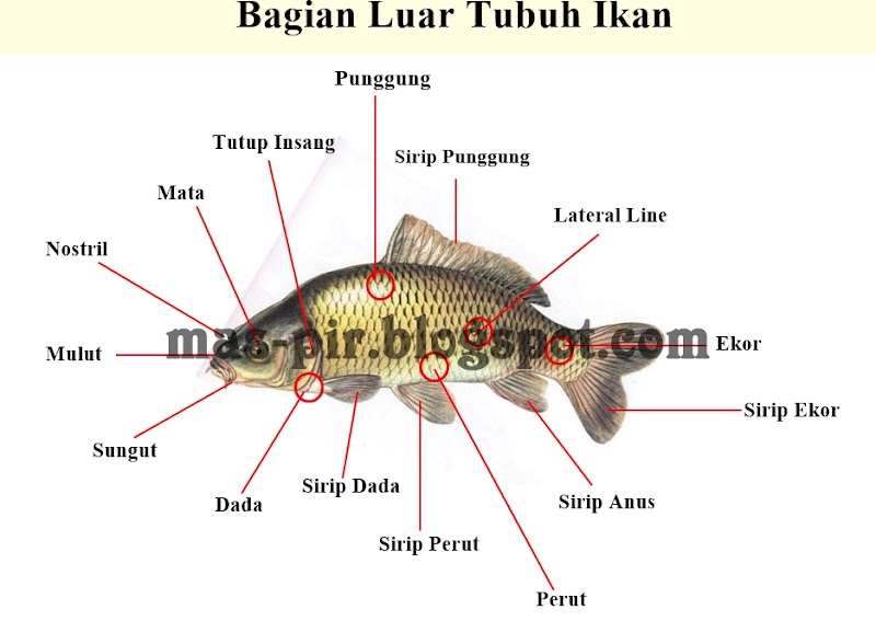 Istimewa 29+ Gambar Ikan Dan Bagian Bagiannya