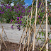 Planting The Kitchen Potager