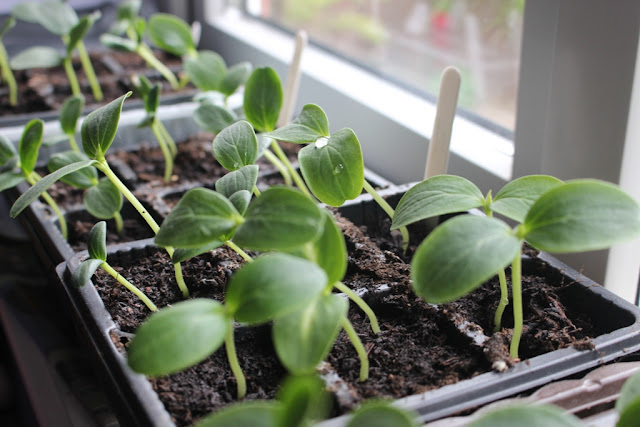 Lots of cucurbit seedlings on my windowsill