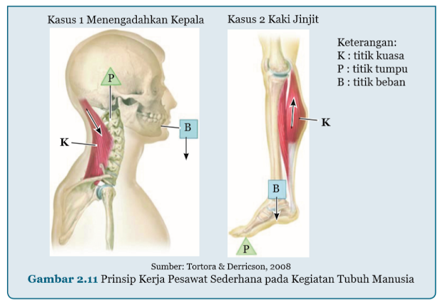 Gambar Prinsip Kerja Pesawat Sederhana pada Kegiatan Tubuh Manusia