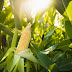 What to Plant with Corn to Keep Bugs Away