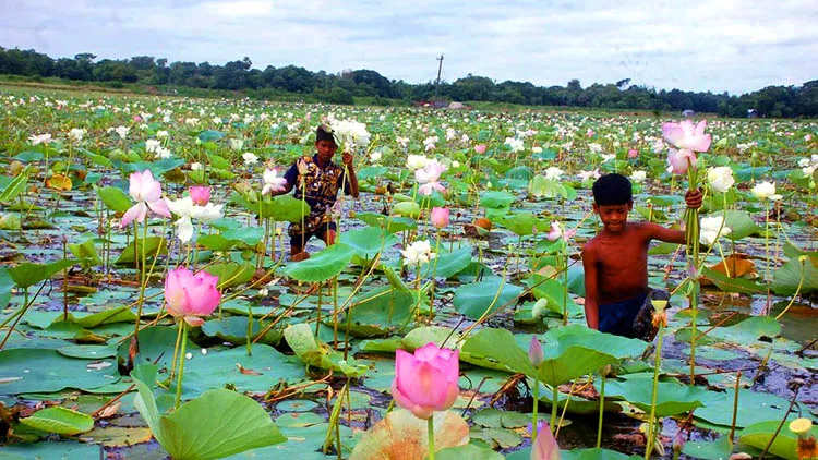 Lotus Flower Images - Lotus Flower Images, Picture Download - Lotus flower NeotericIT.com