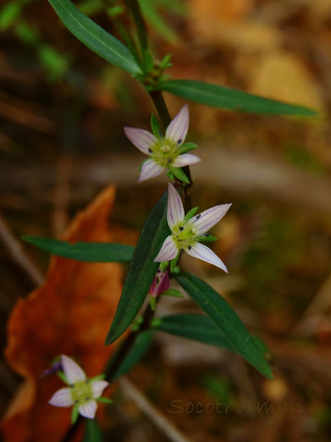 Swertia japonica