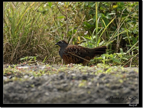 竹雞(2008-12-08鳳林)4241