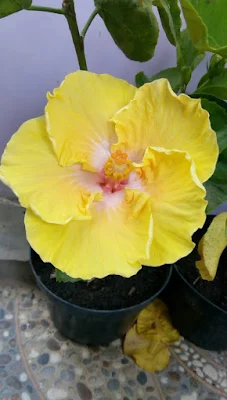 Hibiscus (Rumah Bunga Neisha)