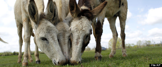 Donkeys Abandoned In Texas, Louisiana Due To Lingering Drought